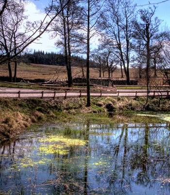 Duke's Pond