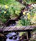 Stream